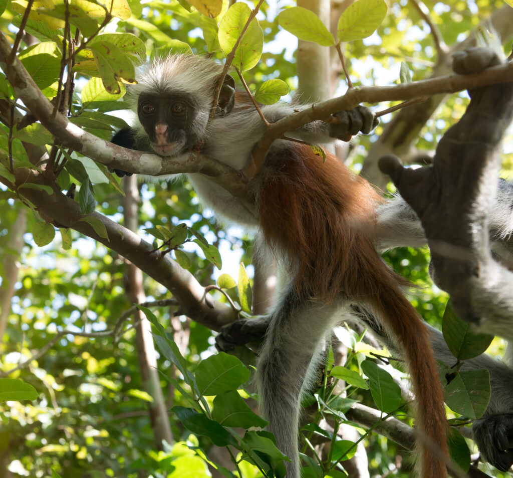 una scimmietta con muso scuro e pelo che va dal bianco al rossastro su un ramo di un albero a Zanzibar