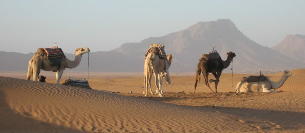 Cammelli in maria nel deserto deserto